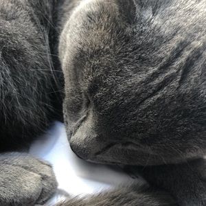 Meet your Posher, Charlotte